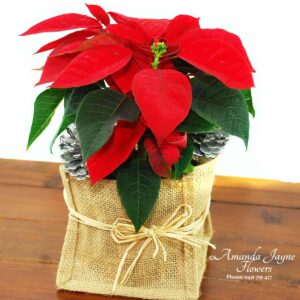 Christmas Poinsettia plant