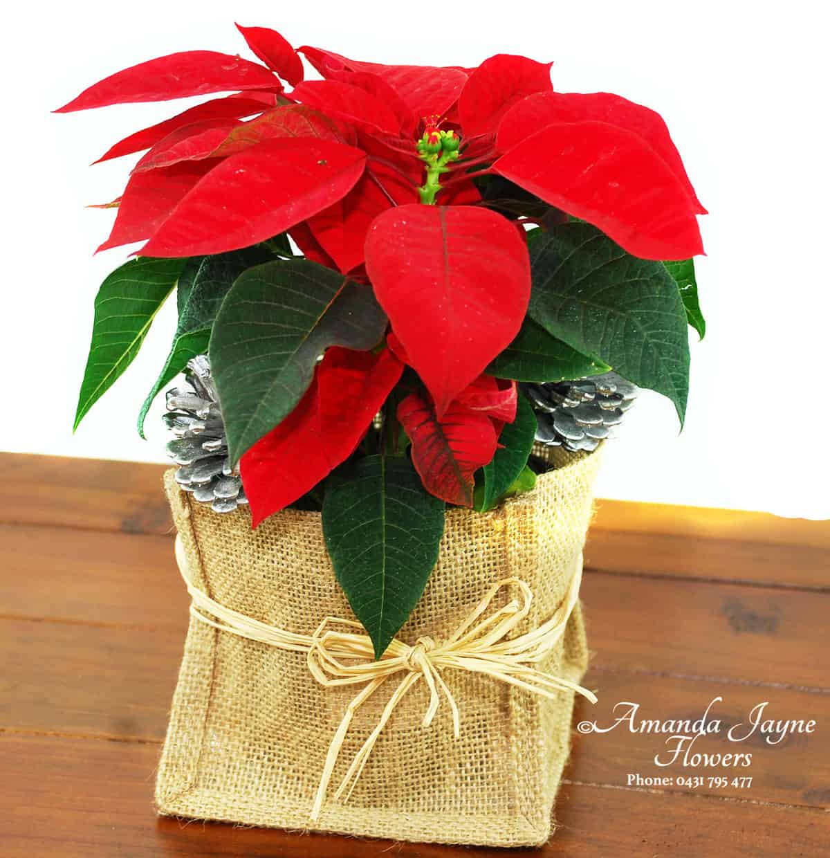 Christmas Poinsettia plant