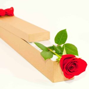 Affection Single red rose