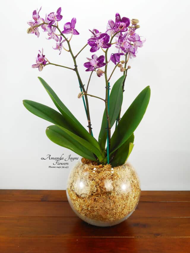 Orchid Plant presented in a glass bowl, blooms that keep giving, Noosaville flowers