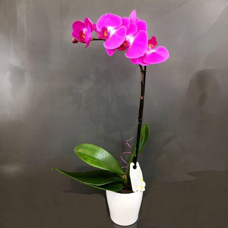 Orchid plants Noosaville Florist