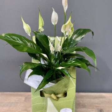 Spathiphyllum - Peace Lily plant gift