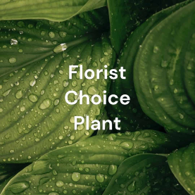 Florist Choice Plant