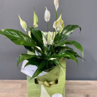 Madonna Lilly Gift Plant